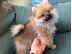 PoulaTo: Pomeranian όλα kc reg.